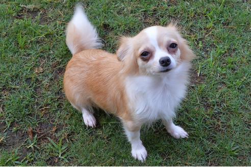 販売中のチワワ(ロングコート)の親犬